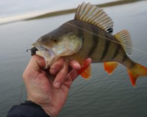 Осень — время крупных окуней