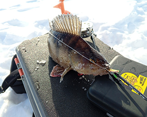 Ловля окуня со льда: снасти, приманки и тактика поиска