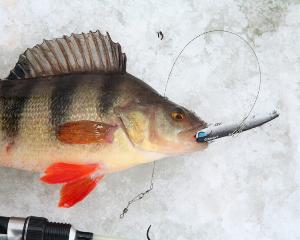 Таежная весна Заполярья