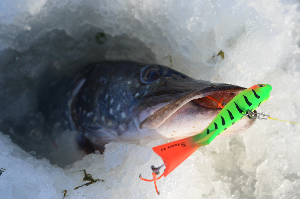 Крупный балансир Хамса