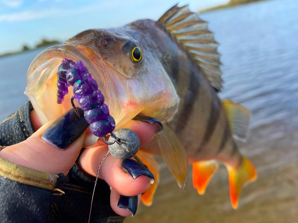 осенний окунь