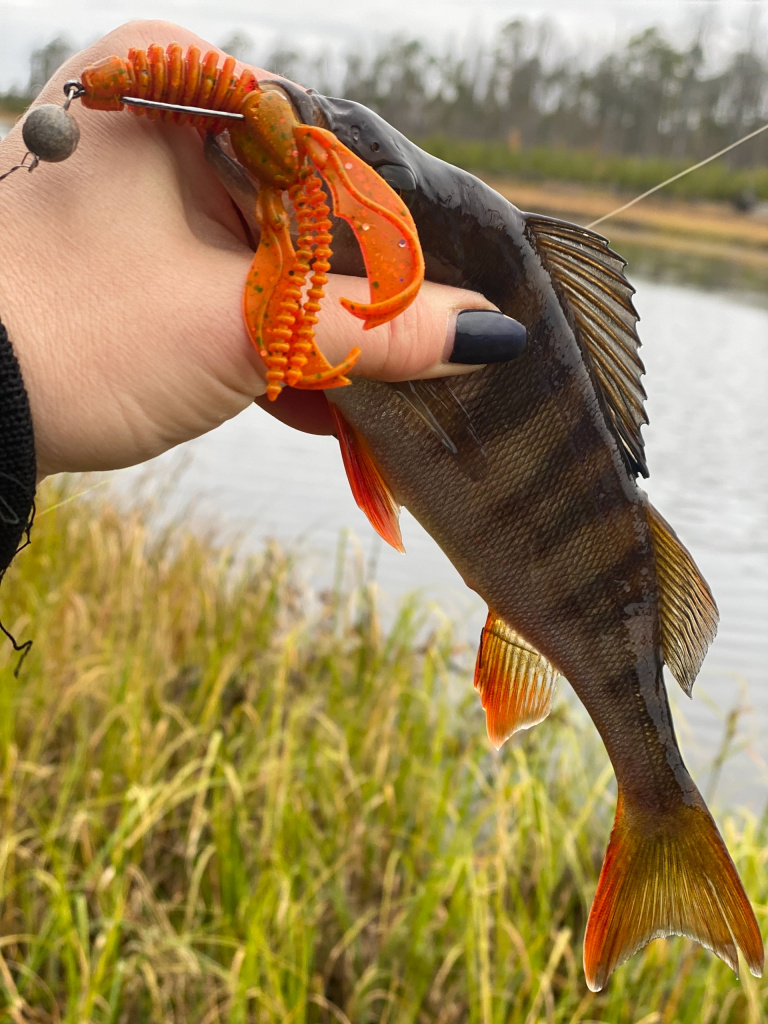 ловля окуня осенью