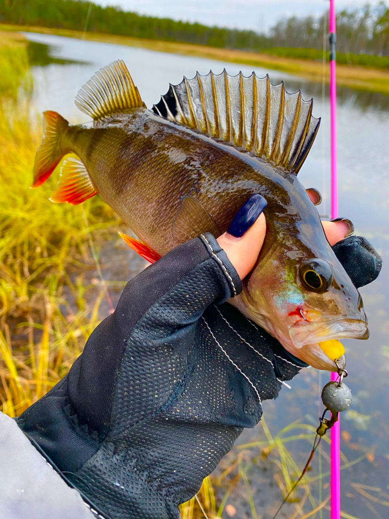 окунь на резину